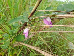 Centrosema virginianum