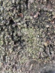 Flavoplaca