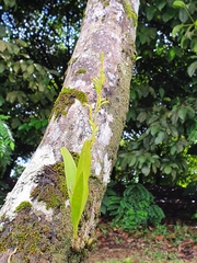 Polystachya concreta