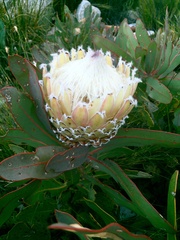 Protea magnifica