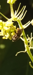 Pterygota