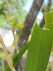 Polystachya concreta