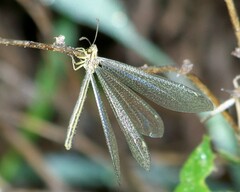 Brachynemurus