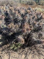 Corynopuntia invicta