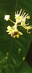 Pterygota