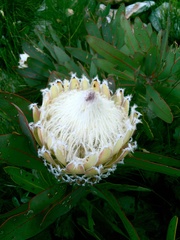 Protea magnifica
