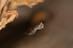Uloboridae