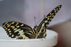 Papilio demodocus