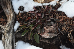 Penstemon whippleanus