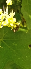 Pterygota