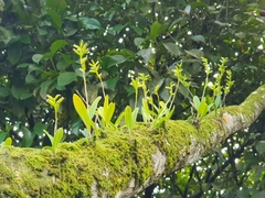 Polystachya concreta