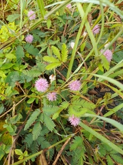 Mimosa pudica