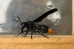 Synagris