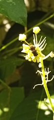 Pterygota