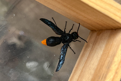 Synagris