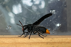 Synagris