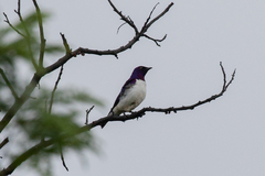 Cinnyricinclus leucogaster