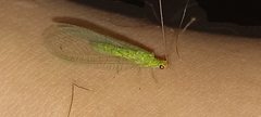 Chrysopini