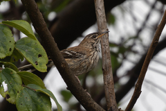 Cercotrichas leucophrys
