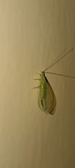 Chrysopini