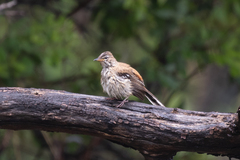 Cercotrichas leucophrys