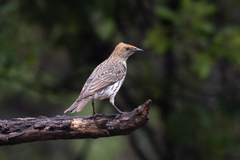 Cinnyricinclus leucogaster