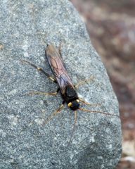 Urocerus flavicornis