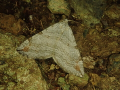 Aplocera perelegans