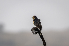 Trachyphonus vaillantii