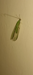 Chrysopini