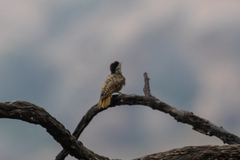 Chloropicus fuscescens