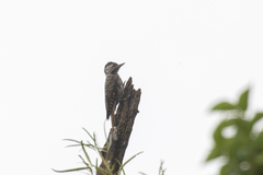 Chloropicus fuscescens