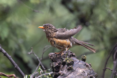 Turdus libonyana