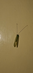 Chrysopini
