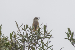 Prinia subflava