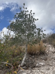 Forchhammeria watsonii