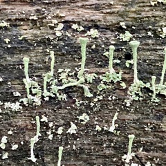 Cladonia fimbriata
