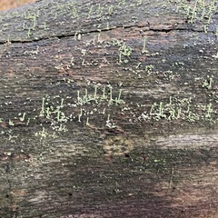 Cladonia fimbriata