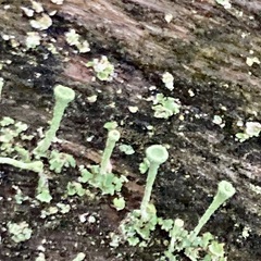 Cladonia fimbriata