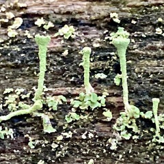 Cladonia fimbriata