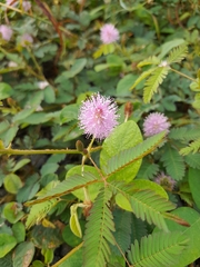 Mimosa pudica