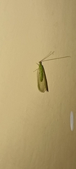 Chrysopini