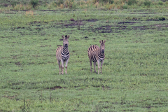 Equus quagga chapmani