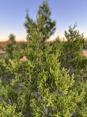 Juniperus