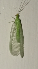 Chrysopini