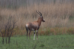 Damaliscus pygargus phillipsi
