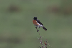 Saxicola torquatus