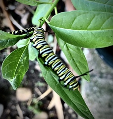 Danaus plexippus