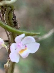 Sarcochilus hillii