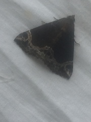 Hypena abalienalis